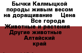 Бычки Калмыцкой породы живым весом на доращивание. › Цена ­ 135 - Все города Животные и растения » Другие животные   . Алтайский край